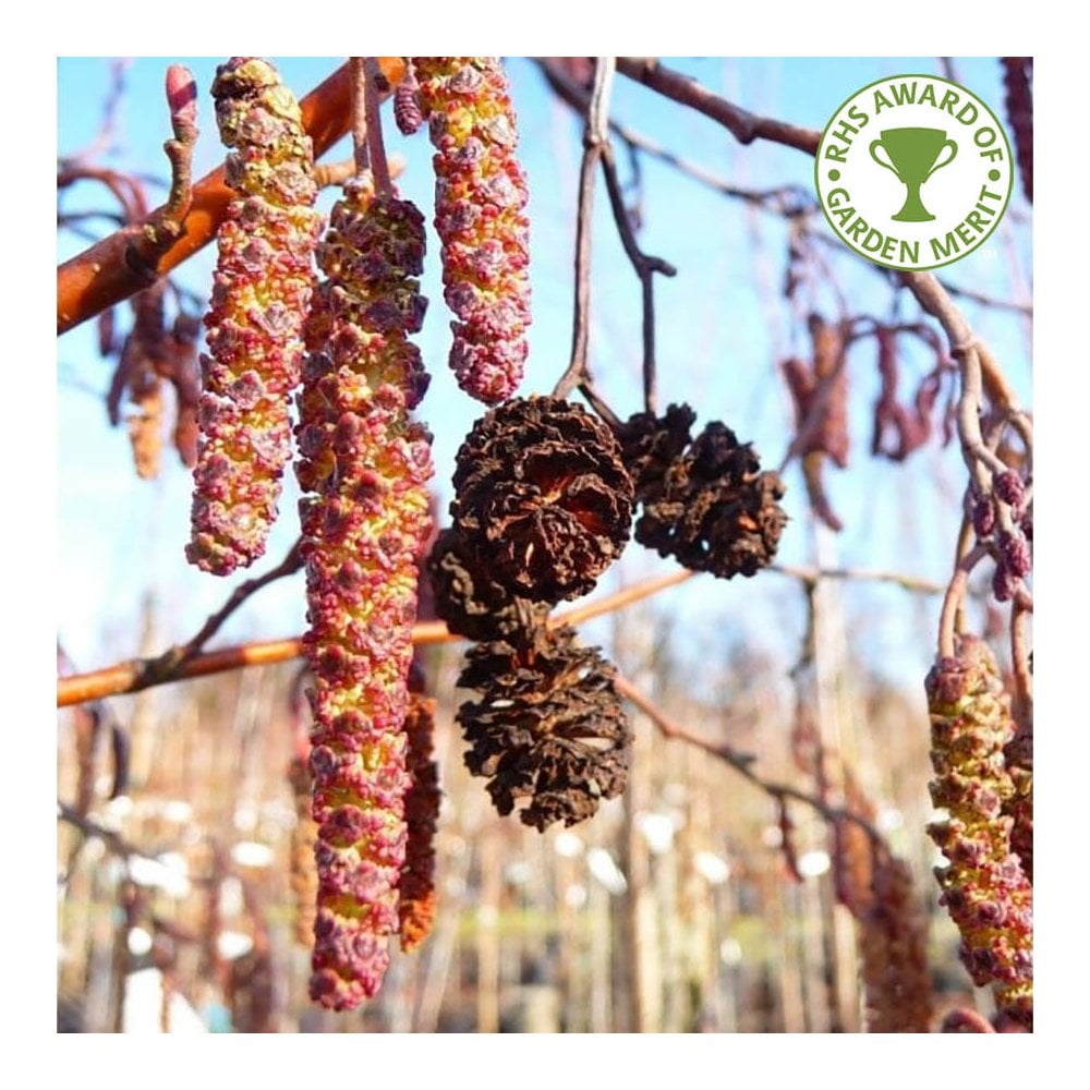 Alnus incana Laciniata | Cut Leaved Alder Tree | Ornamental Trees
