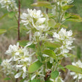 Amelanchier alnifolia Obelisk white flowers in spring