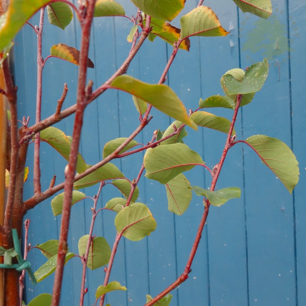 Smokey Juneberry