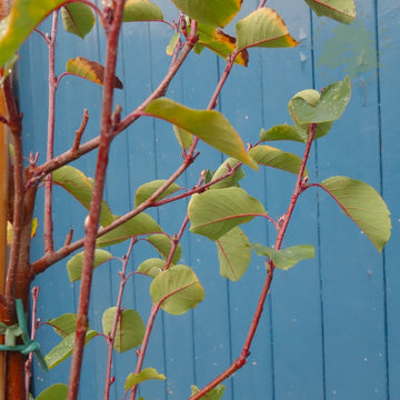 Amelanchier Smokey