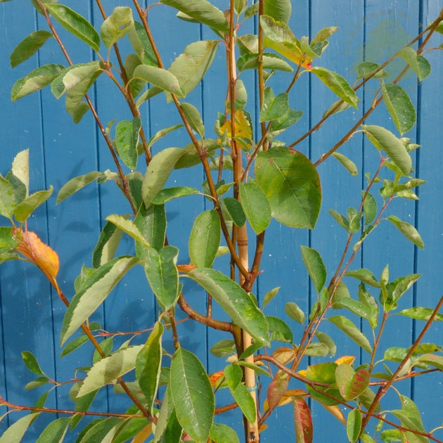 Amelanchier canadensis Prince William foliage