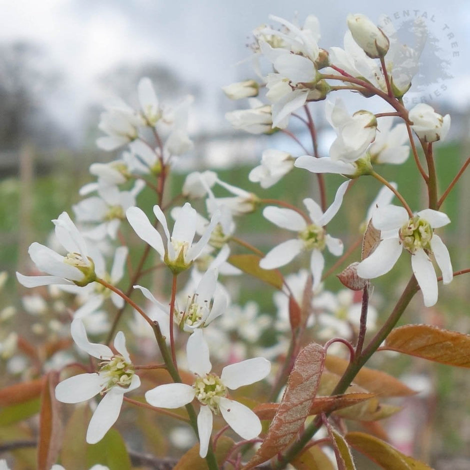 Amelanchier Trees For Sale | Juneberry | Ornamental Trees