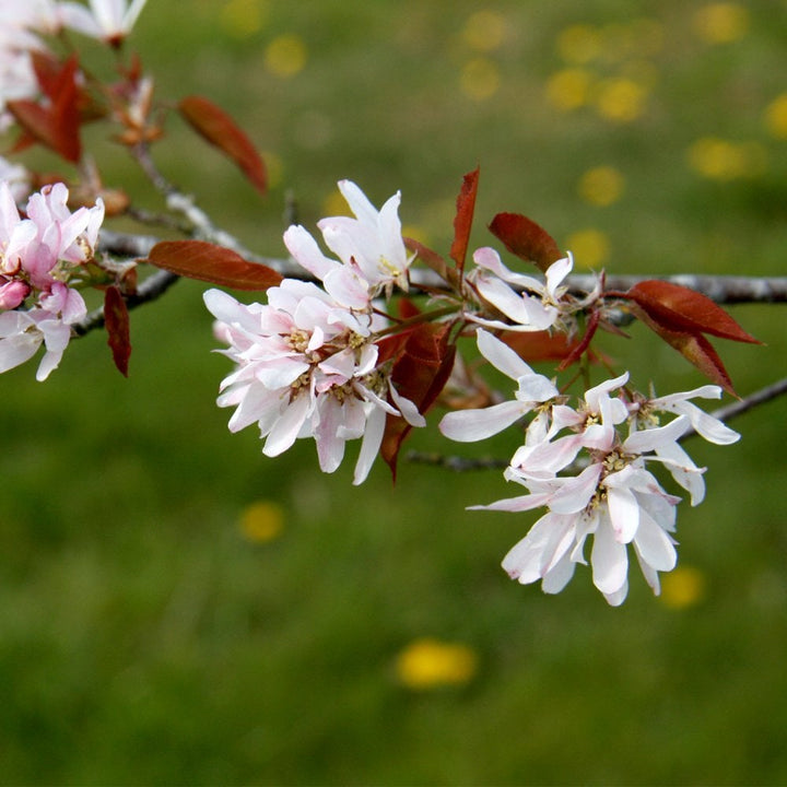 Amelanchier Trees For Sale | Juneberry | Ornamental Trees