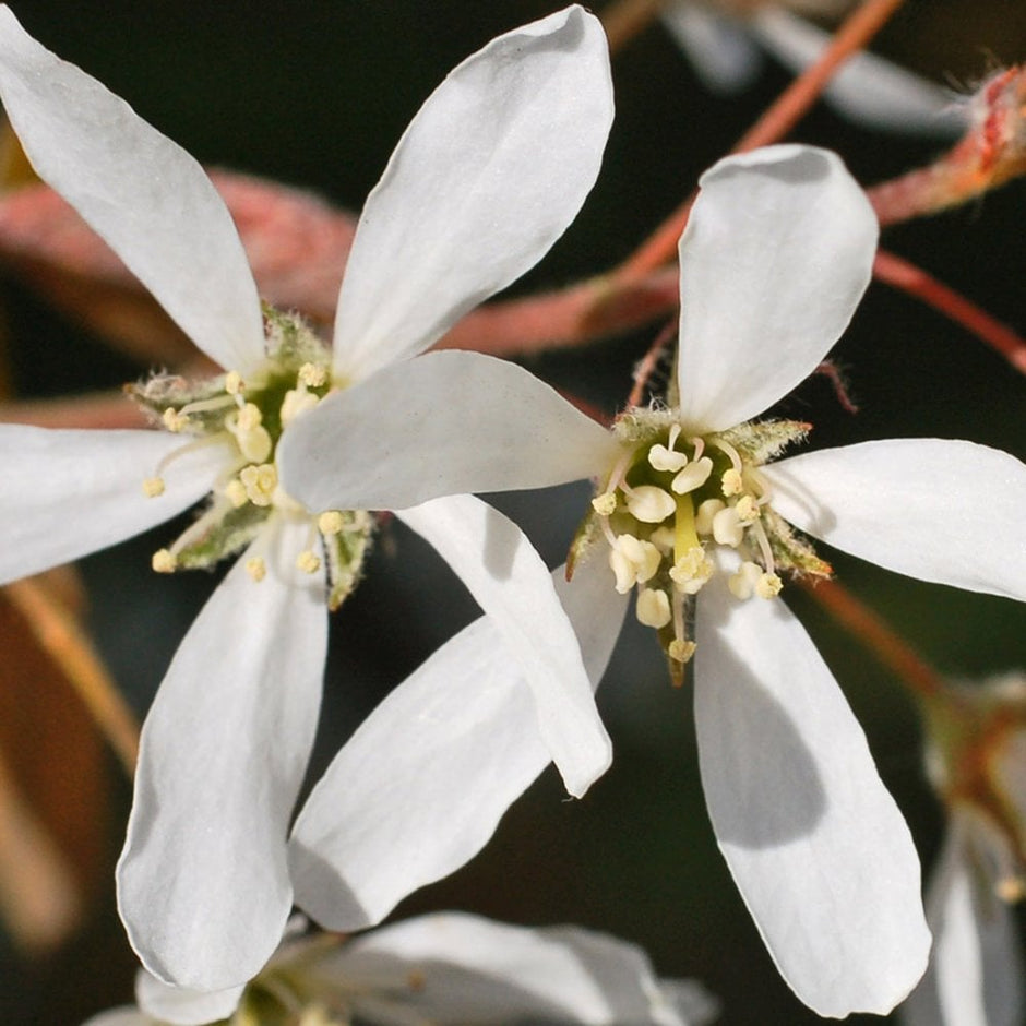 Amelanchier Trees For Sale | Juneberry | Ornamental Trees