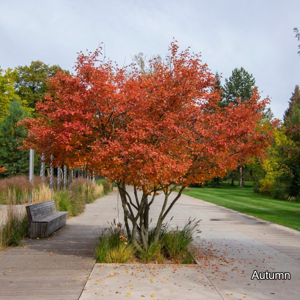 Amelanchier Lamarckii Trees For Sale Snowy Mespilus Ornamental Trees Amelanchier Lamarckii Trees For Sale Snowy Mespilus Ornamental Trees