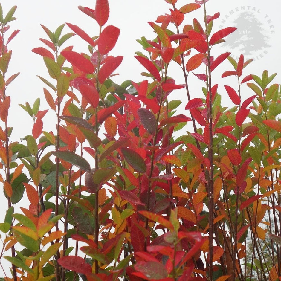 Amelanchier Trees For Sale | Juneberry | Ornamental Trees