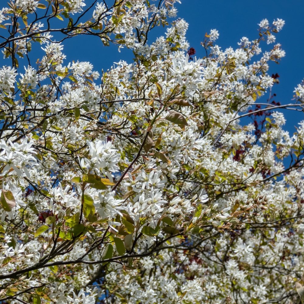 Amelanchier Lamarckii Trees For Sale Snowy Mespilus Ornamental Trees Amelanchier Lamarckii Trees For Sale Snowy Mespilus Ornamental Trees