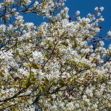 Amelanchier x grandiflora 'Ballerina' tree