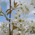 Bush, 80-100cm, 12L