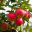 Apple 'Elstar'