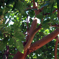 Single stem tree, 150-200cm, 12L pot