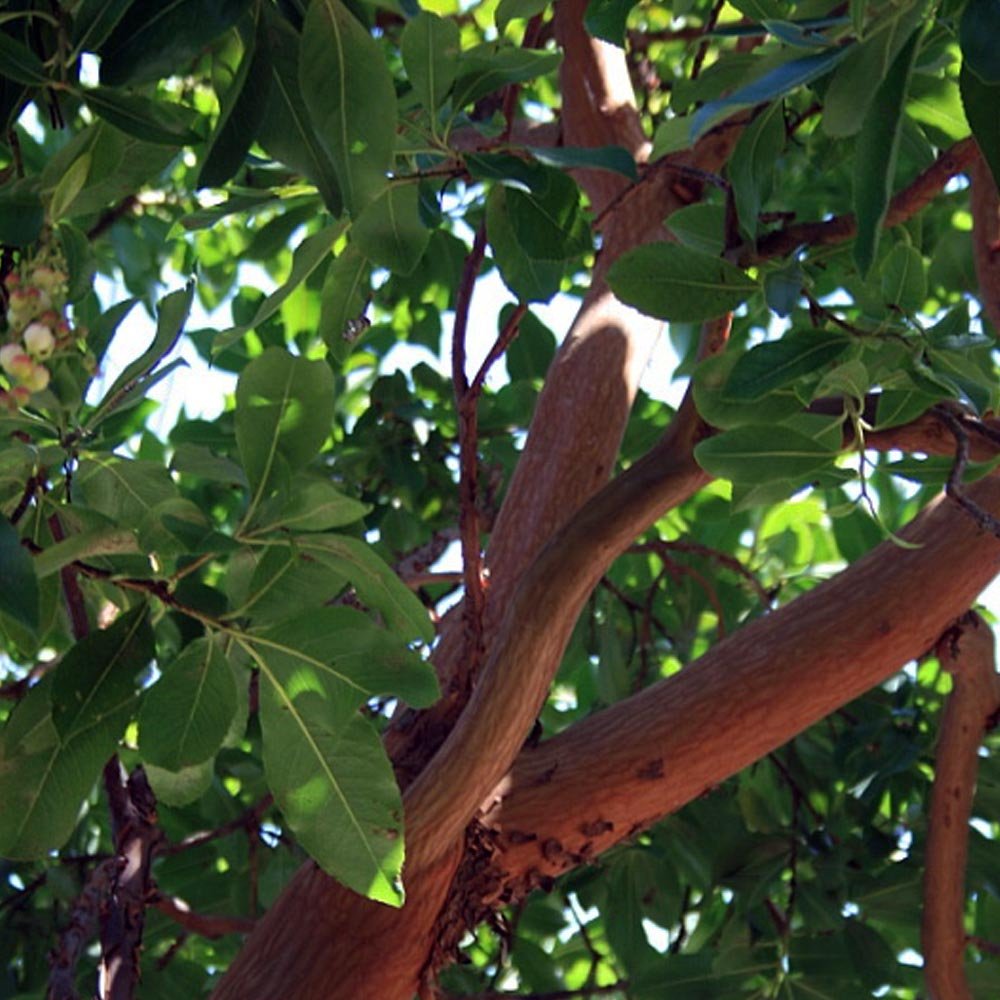 Arbutus Marina | Buy Evergreen Strawberry Trees – Ornamental Trees