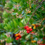 Arbutus unedo branch with strawberry-like ornamental fruits