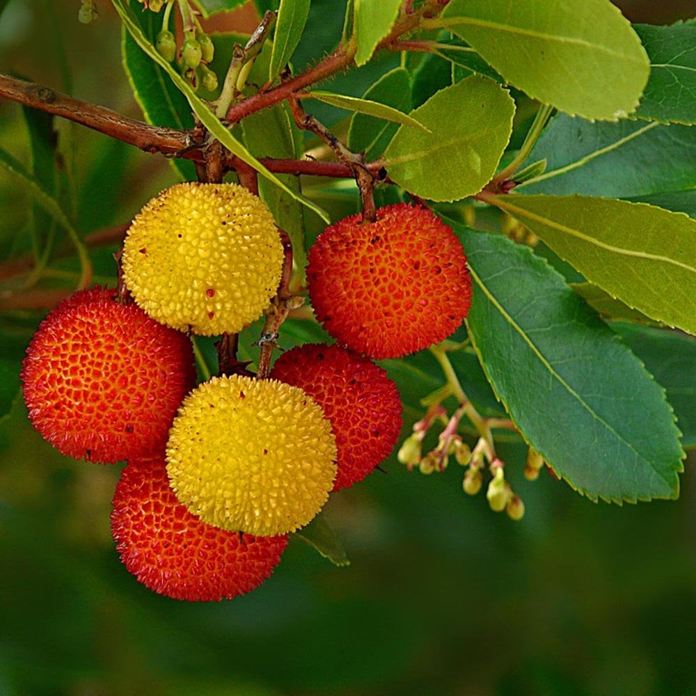 Arbutus Unedo Evergreen Strawberry Trees Ornamental Trees arbutus-unedo-evergreen-strawberry-trees-ornamental-trees