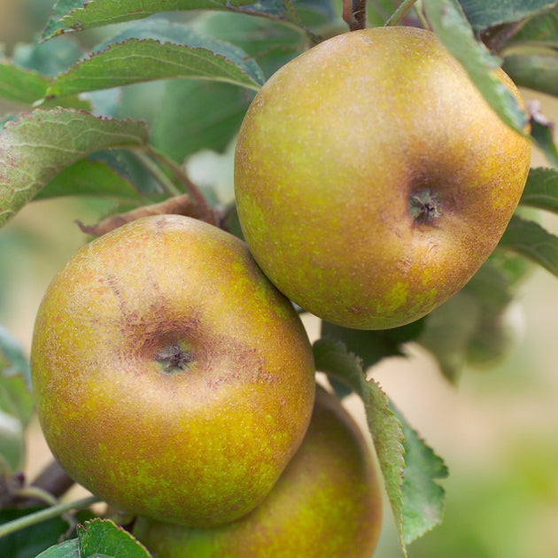 Ashmeads Kernel Apple