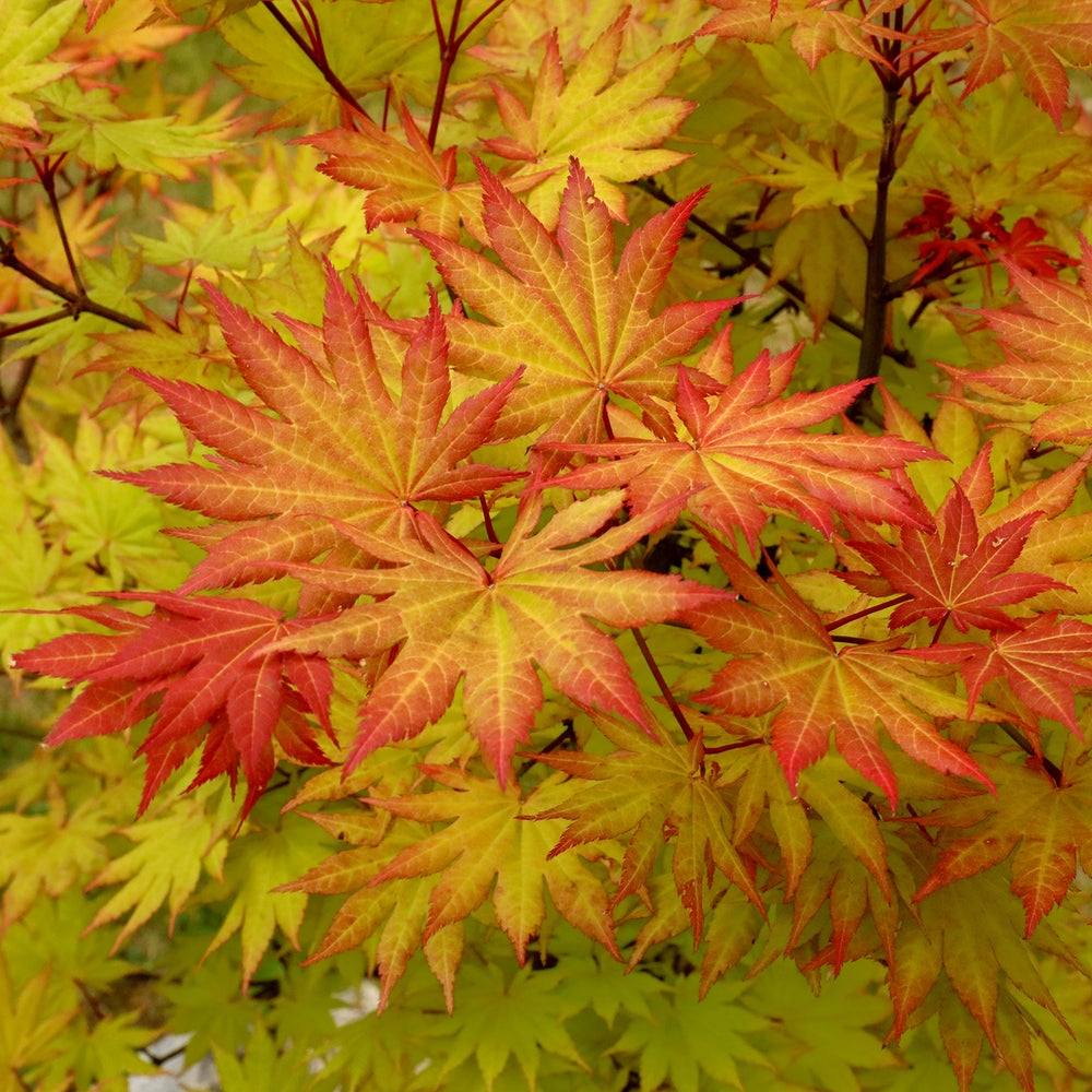 Acer shirasawanum ‘Autumn Moon’ Maple