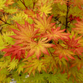 Acer shirasawanum ‘Autumn Moon’ Maple