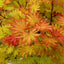 Acer shirasawanum ‘Autumn Moon’ Maple