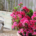 Bush, 40-60cm, 12L pot