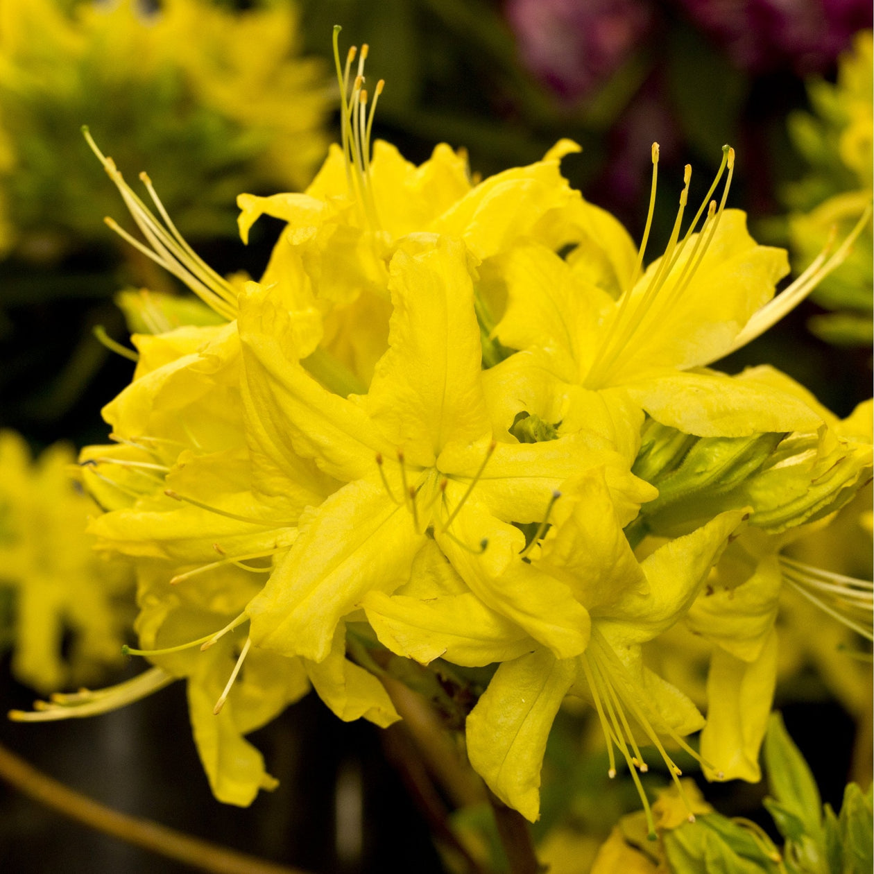 Azalea Anneke | Yellow Flowering Shrub | Ornamental Trees