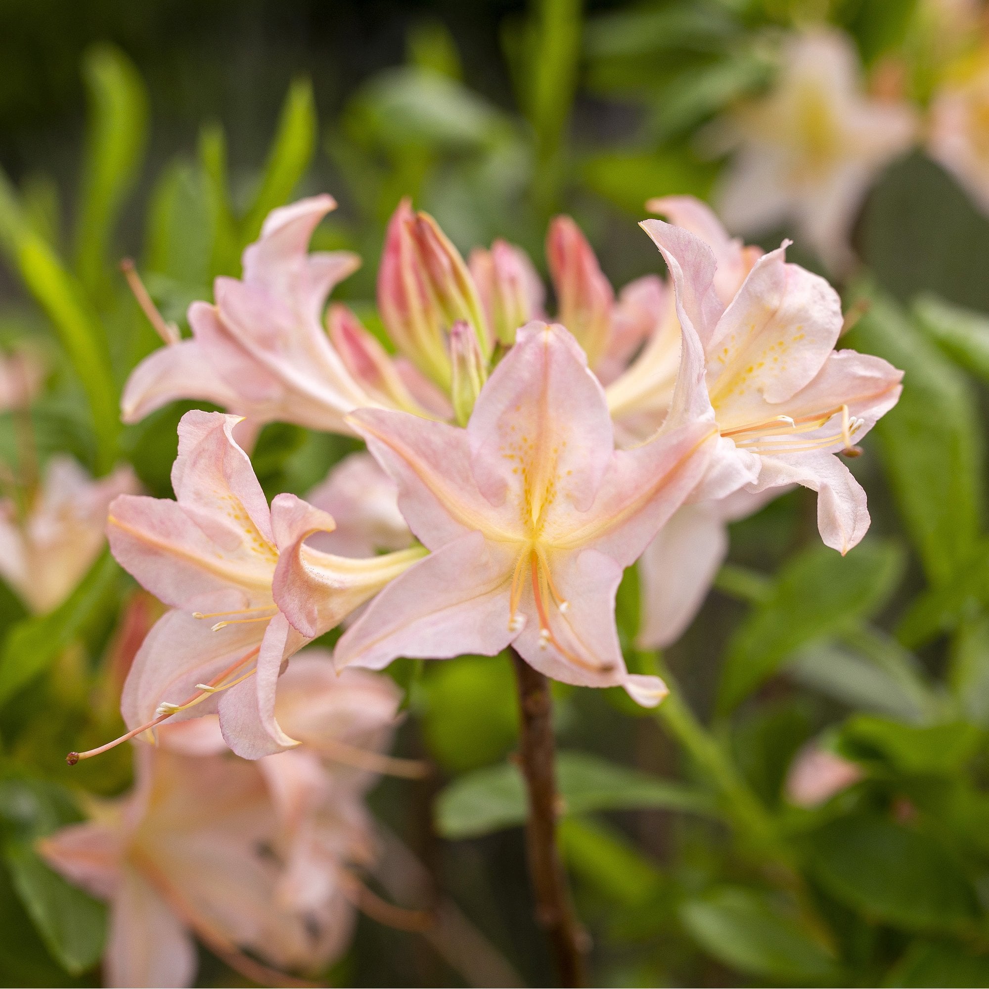 Azalea Chanel | Pink and yellow flowering shrub | – Ornamental Trees