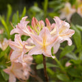 Bush, 30-50cm, 5L pot