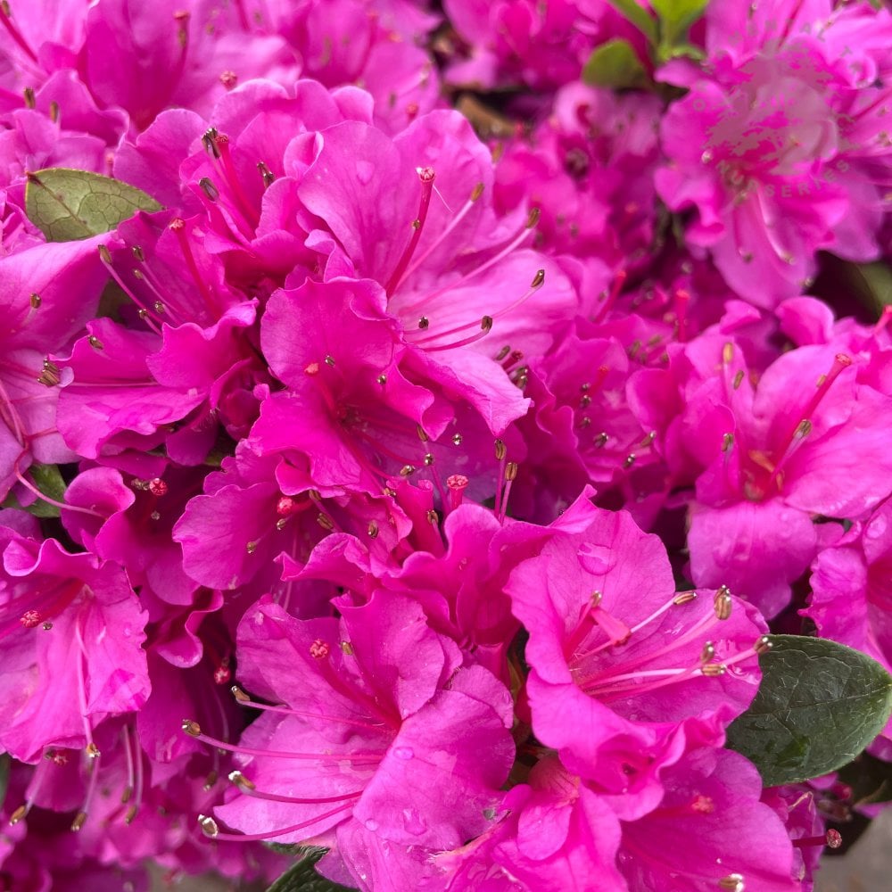 Azalea Elsie Lee | Shop Flowering Evergreen Shrubs | Ornamental Trees