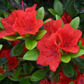 Bush, 20-40cm, 3L pot