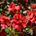 Bush, 30-40cm, 3L pot