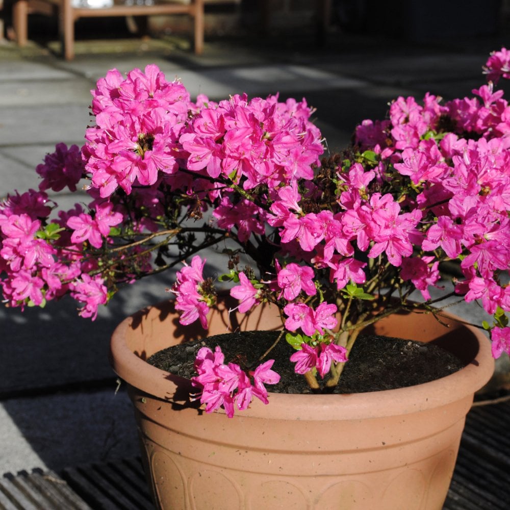 Kermesina Azalea