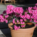 Bush, 30-40cm, 3L pot