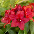 Bush, 30-50cm, 5L pot