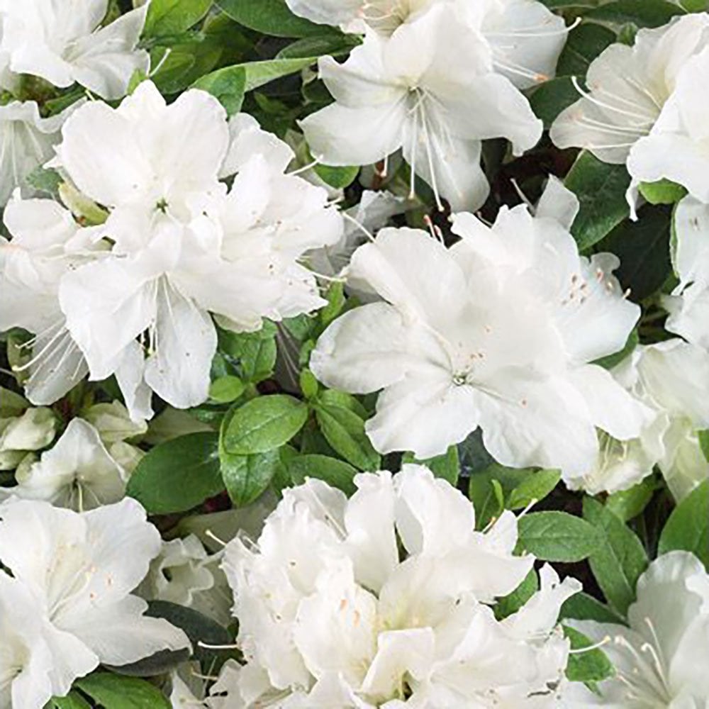 White Azalea