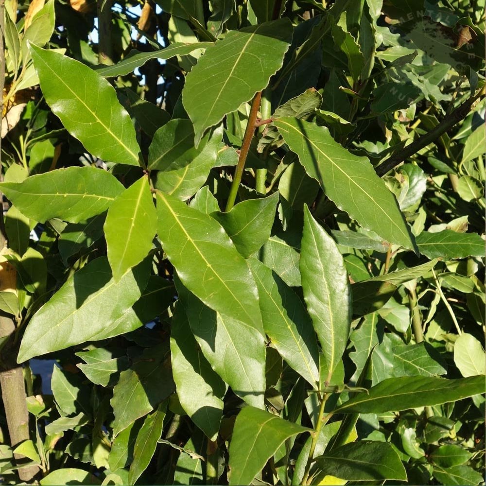 Laurus Tree Bay Laurel Trees For Sale | Laurus nobilis – Ornamental Trees