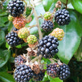 Bush, 40-60cm, 3L pot