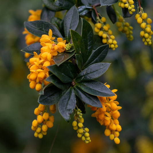 Berberis linearifolia 'Orange King' in flower