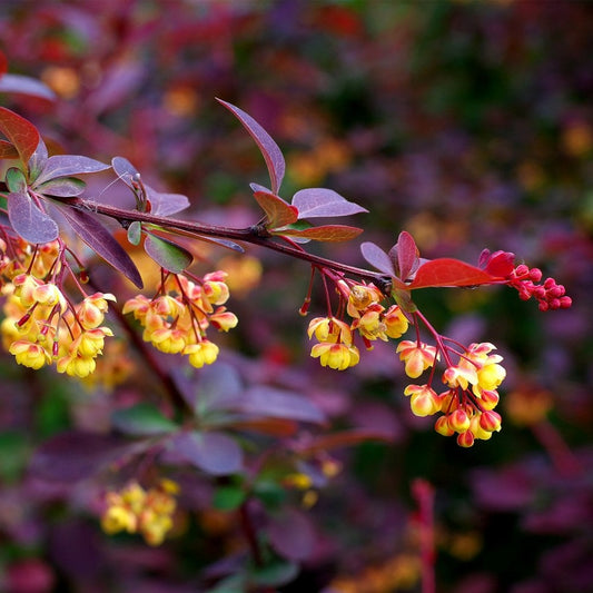 Berberis ottawensis 'Superba'