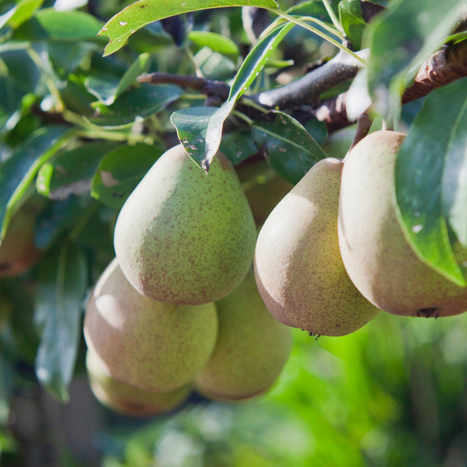 Pear Trees For Sale | Dwarf, Vigorous & Trained | Ornamental Trees