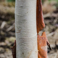 Betula albosinensis 'Pink Champagne'