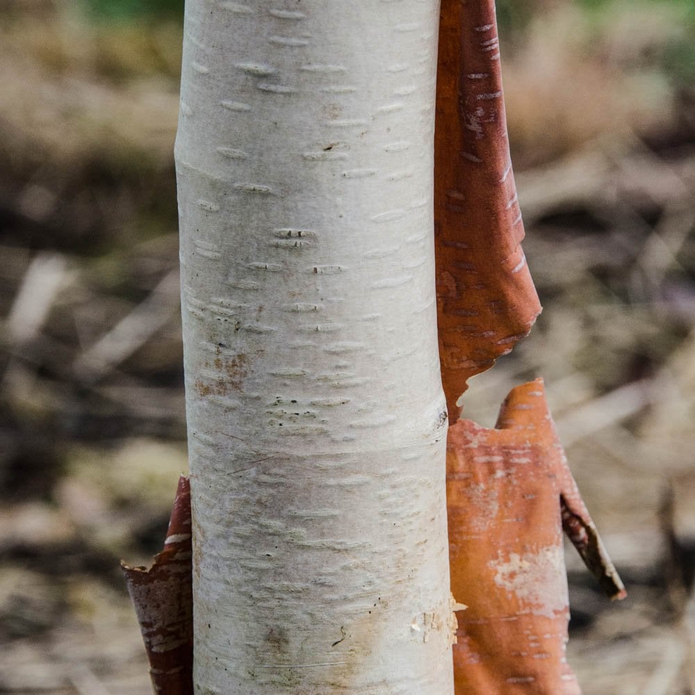 Betula albosinensis 'Pink Champagne'