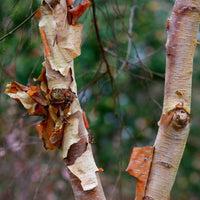 Betula albosinensis 'Pink Champagne'