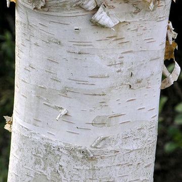 Betula ermanii 'Polar Bear' Birch tree