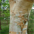 Betula ermanii Birch tree