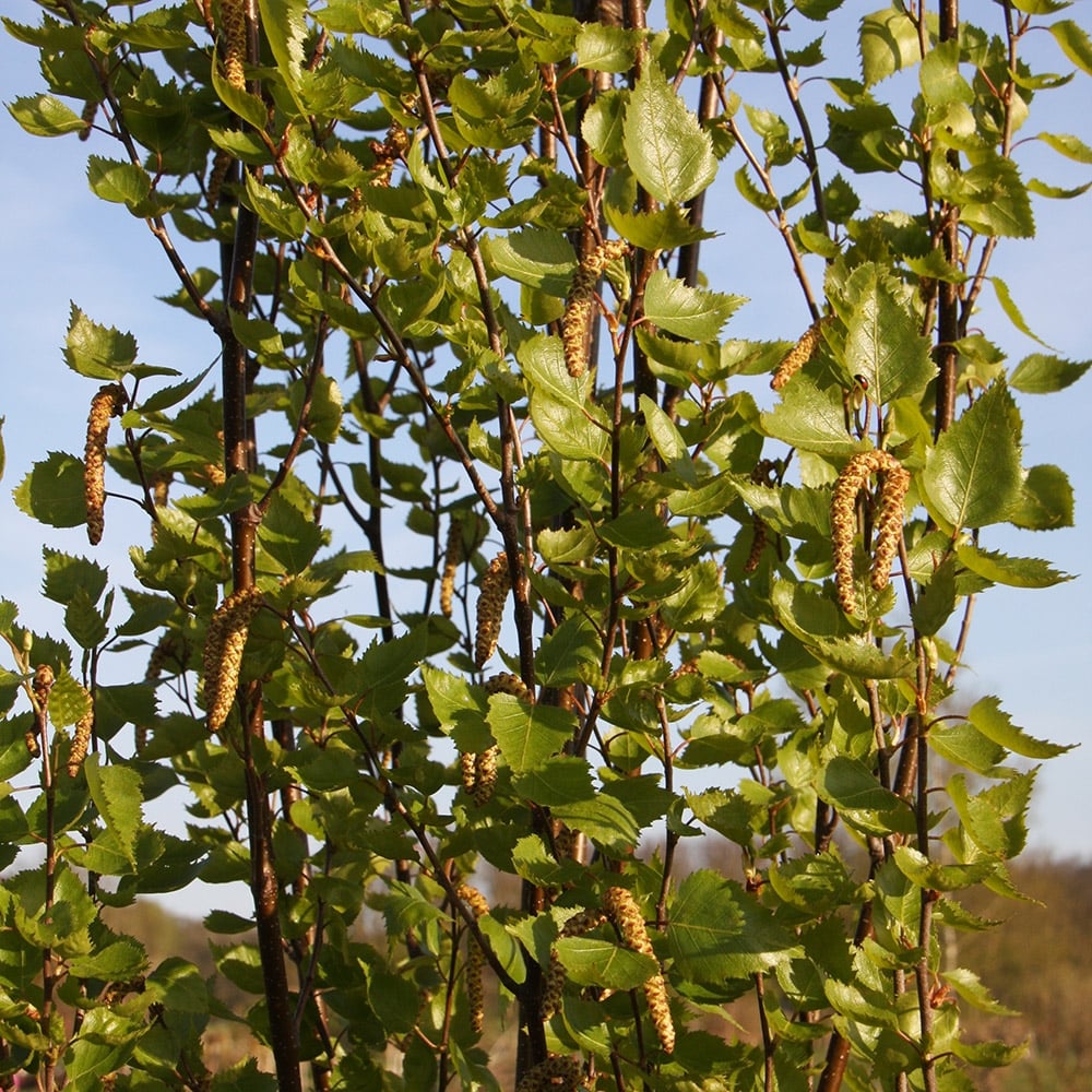 Betula pendula 'Fastigiata Joes' catkins