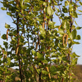 Betula pendula 'Fastigiata Joes' catkins