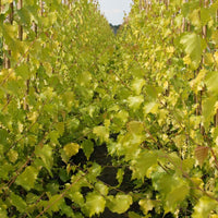 Betula pendula Golden Obelisk Birch