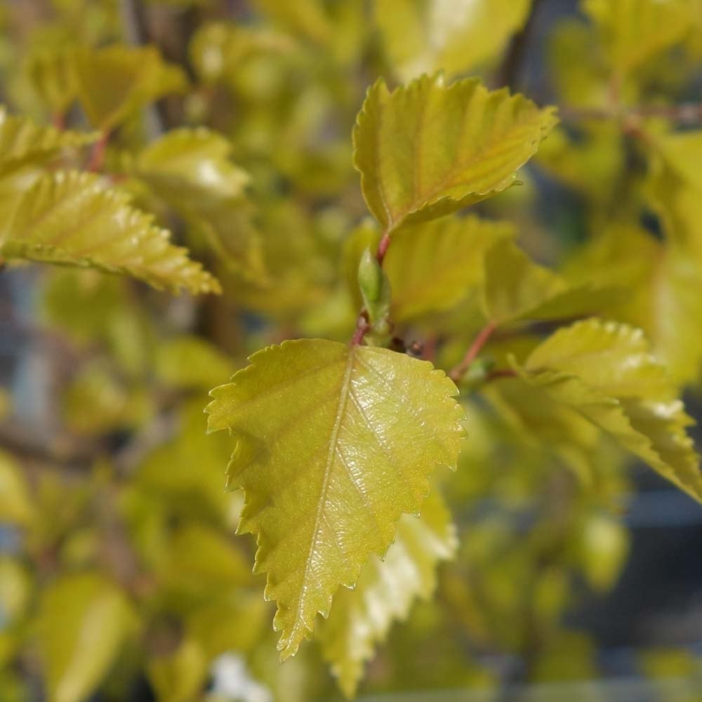 Betula pendula Golden Obelisk golden-yellow foliage