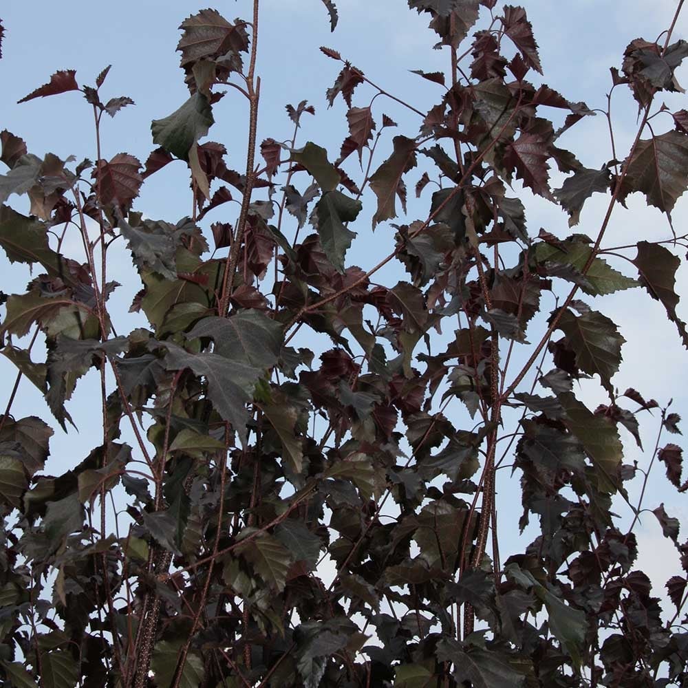 Betula Pendula Royal Frost Purple Birch Tree Ornamental Trees Betula Pendula Royal Frost Purple Birch Tree Ornamental Trees