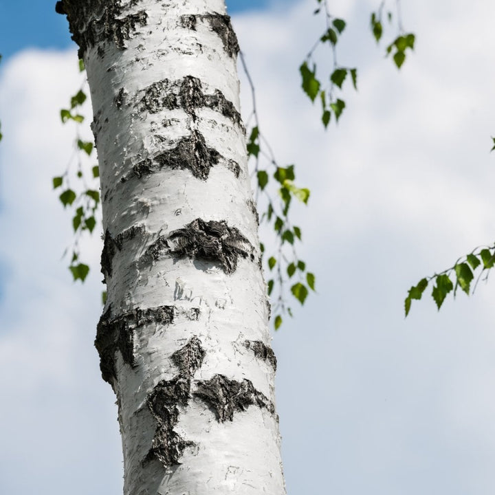 Acer campestre Streetwise | Buy Field Maple Trees | Ornamental Trees