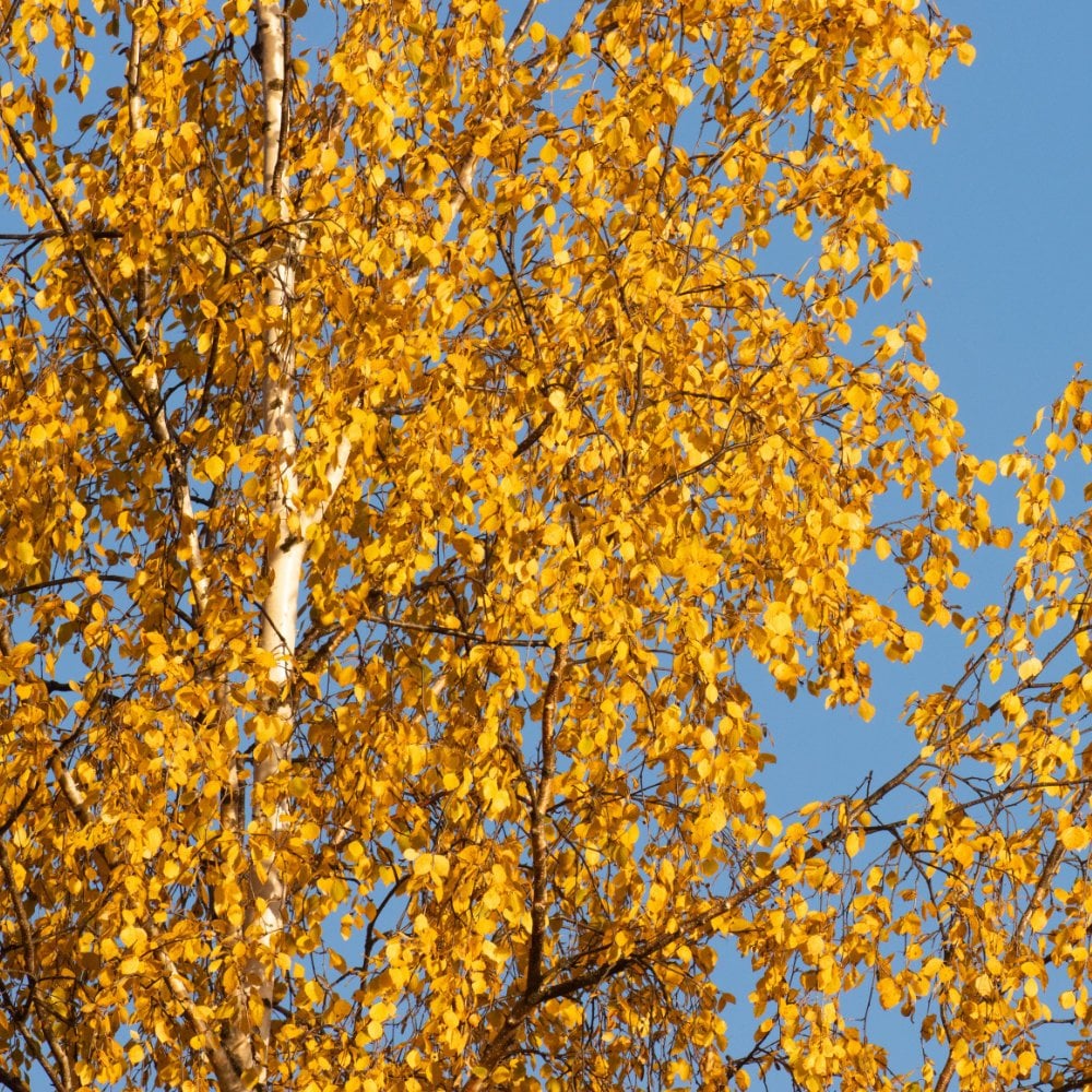 Betula pendula tree